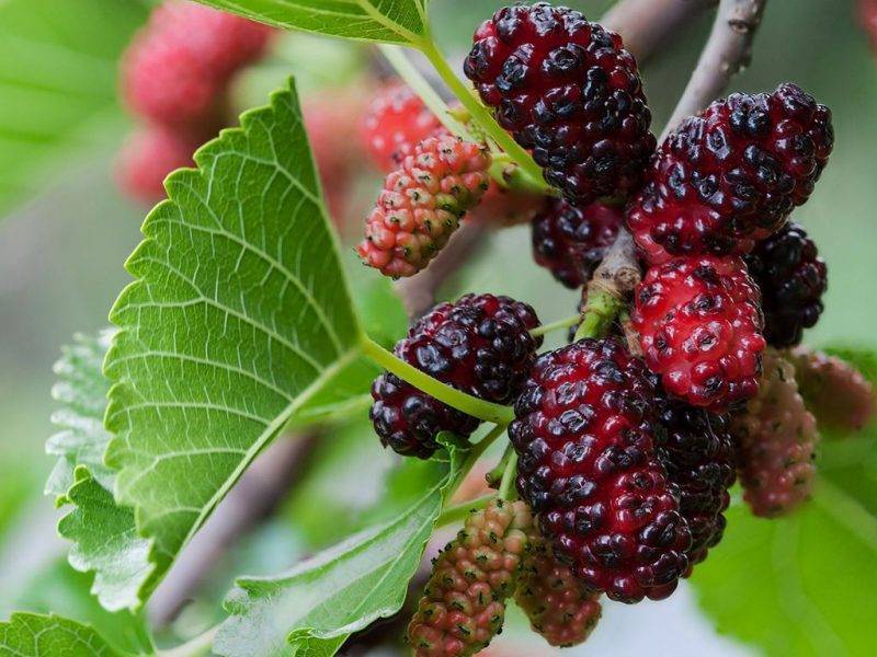 Шелковица купить саженцы из питомнике в Каменске-Шахтинском