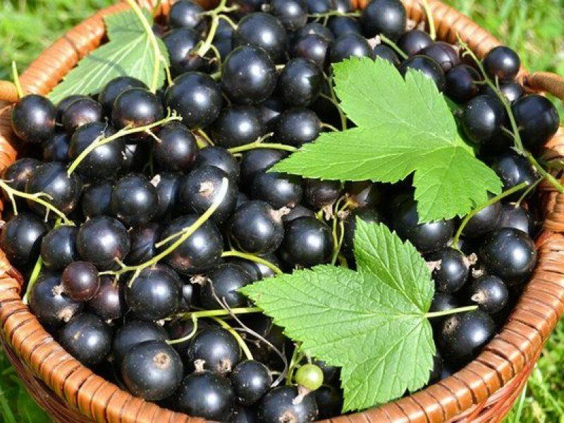 Смородина купить саженцы из питомника в Каменске-Шахтинском