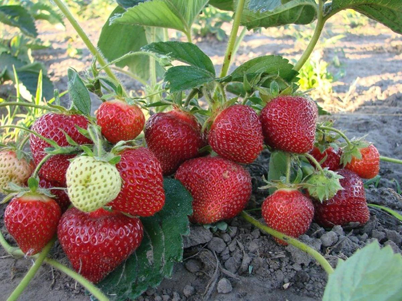 Клубника купить саженцы из питомника в Каменске-Шахтинском