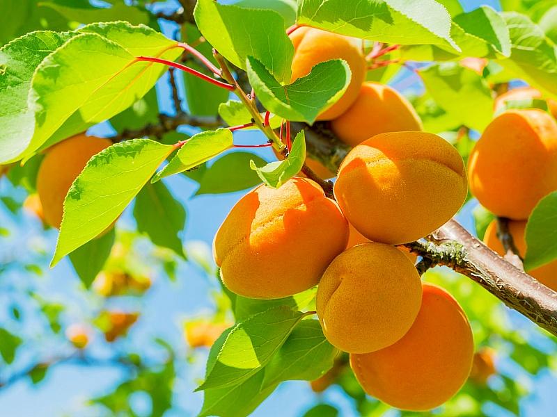 Абрикос купить саженцы из питомнике в Каменске-Шахтинском