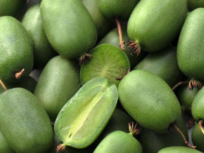 Актинидия купить саженцы из питомнике в Каменске-Шахтинском