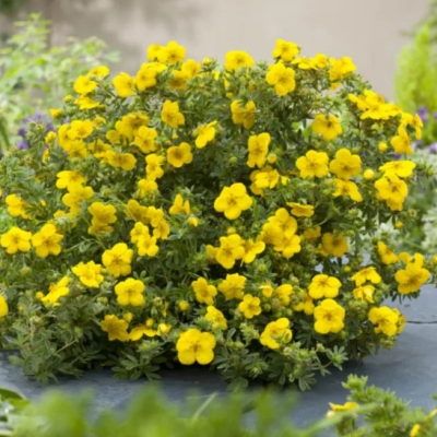 Лапчатка "БЕЛЛА ЛИНДСИ" (стакан Р9)