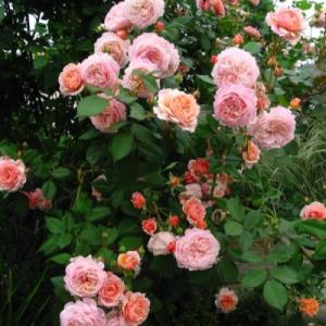 Роза «Абрахам Дерби» (Abraham Darby)